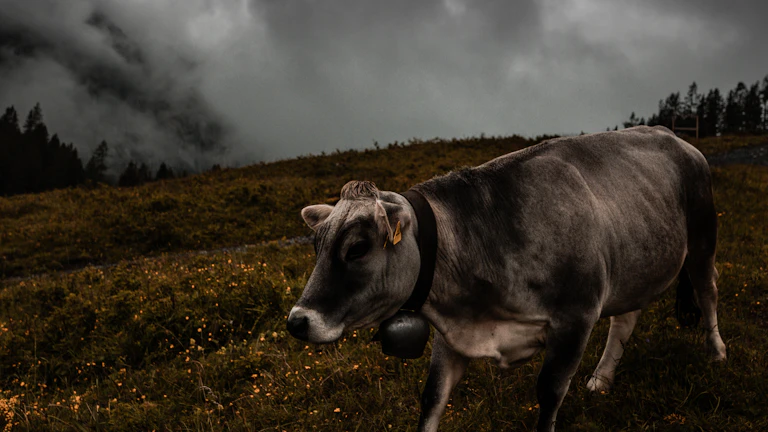 비트코인 도미넌스, 알트장 예측 성공을 위한 핵심 지표와 매매 타이밍 총정리 11 화려하게 상승하는 알트코인 시장