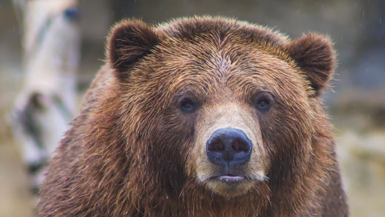 스마트 머니 콘셉트 SMC 오더 블록, 초보자도 쉽게 찾는 완벽 가이드 11 하락 추세에서의 매도 오더 블록 예시