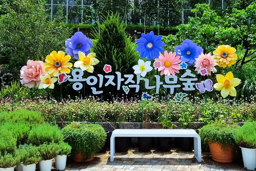 용인 자작나무숲 주말 나들이와 관람 꿀팁 정리 3 용인 자작나무숲 입구 전경