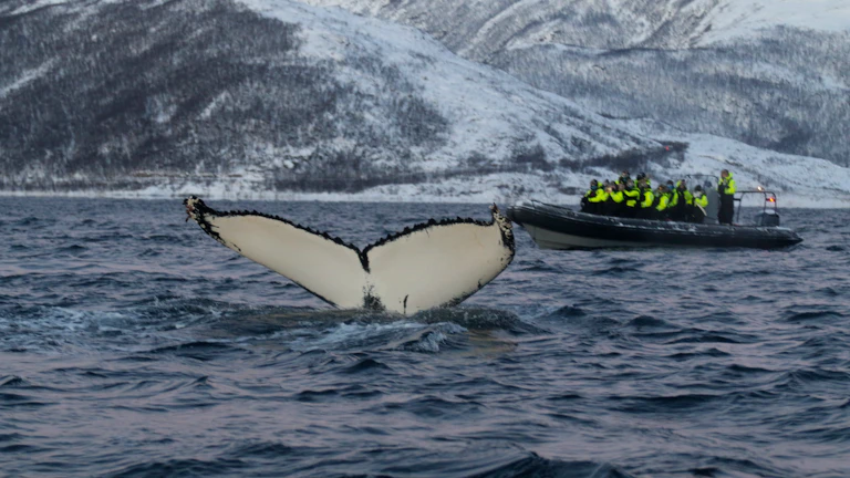 고래 경고 알림이 표시된 비트코인 가격 차트