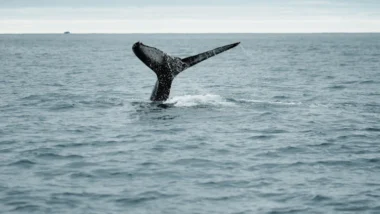 고래 지갑 추적으로 2026년 비트코인 매수 최적 타이밍 분석 17