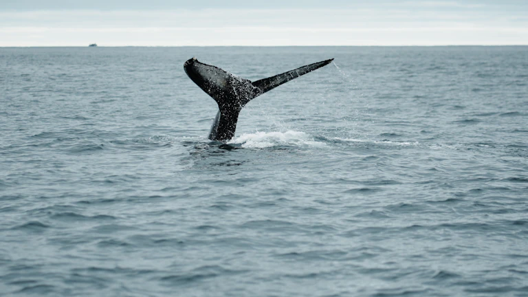 비트코인 고래 지갑 추적 온체인 데이터