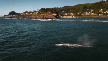 2026년 비트코인 대규모 매수/매도 시점 포착 전략 47
