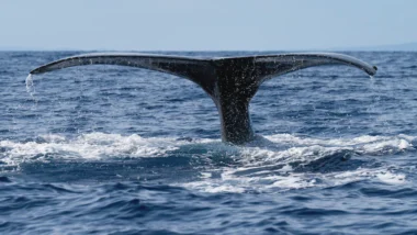 고래 지갑 이동 패턴으로 포착하는 비트코인 급등 매수 타이밍 (2026년) 46