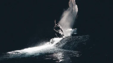 고래 지갑 추적으로 2026년 급등 알트코인 매수 타이밍 포착 45