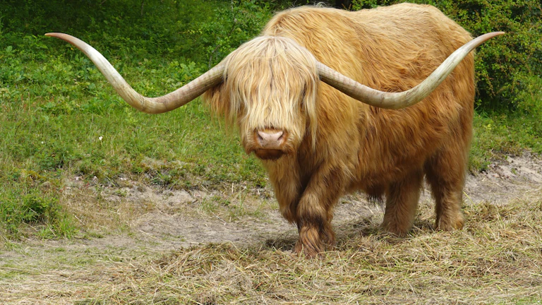 차트 패턴 불 플래그 급등 후 조정 구간 완벽 분석, 매수 타이밍 포착 10 flag-pattern-breakout - 불 플래그 패턴 돌파 시점