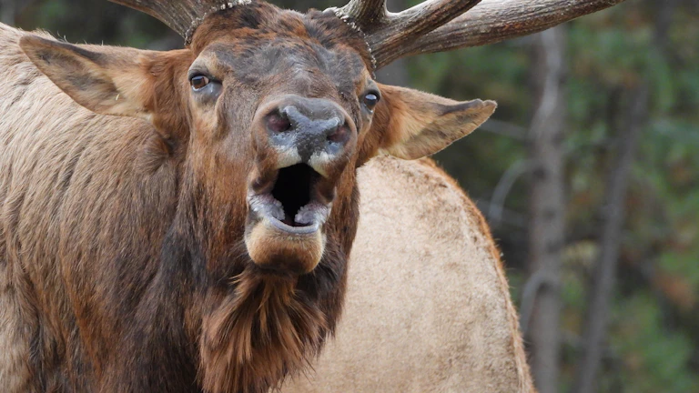 차트 패턴 불 플래그 급등 후 조정 구간 완벽 분석, 매수 타이밍 포착 11 flag-pattern-entry-exit - 불 플래그 패턴 진입 및 청산 시점