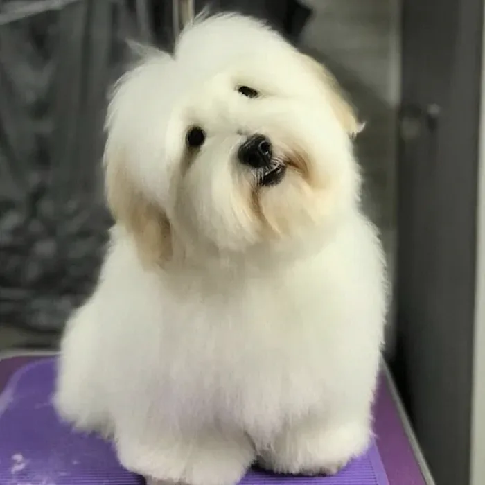 꼬똥 드 툴레아 성격과 분양 전 꼭 알아둘 점 2026년 4 집에서 혼자 있는 소형견 분리불안
