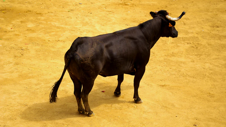 2026년 가상화폐 불장 시장 분위기