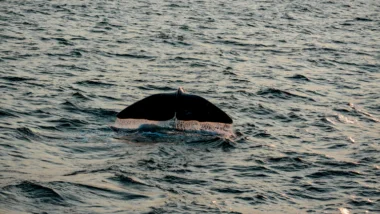 고래 지갑 움직임으로 2026년 알트코인 매수 타이밍 포착 79