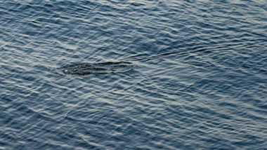 고래 지갑 움직임으로 2026년 급등 알트코인 매수 타이밍 포착 13