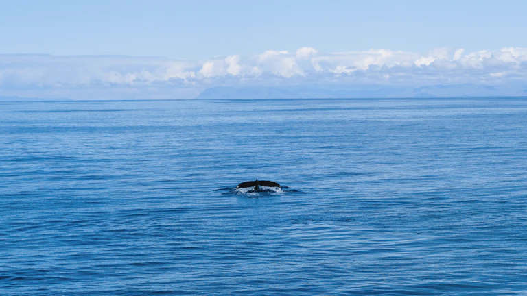 가상자산 고래 추적 차트 분석