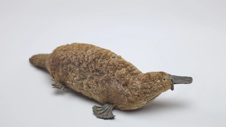 암호화폐 고래를 형상화한 일러스트