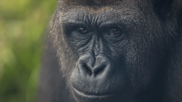 BAYC(지루한 원숭이) 바닥가, 급락 원인 심층 분석과 유가랩스 대응 전략 10 디지털 원숭이 예술 작품