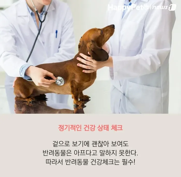 강아지 블루베리 먹어도 될까 급여량과 주의사항 정리 6 강아지 냉동 블루베리 간식