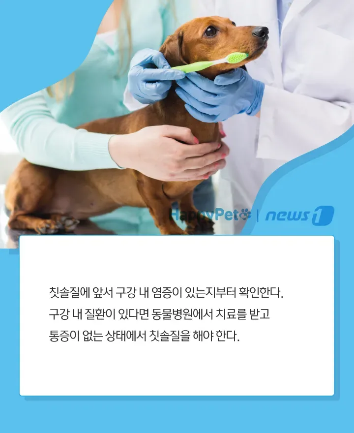 강아지 블루베리 먹어도 될까 급여량과 주의사항 정리 7 강아지 과일 급여 안전