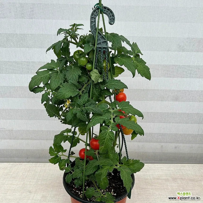 방울토마토 키우기 초보도 성공하는 심기와 물주기 정리 3 방울토마토 모종 심기와 작은 화분 준비