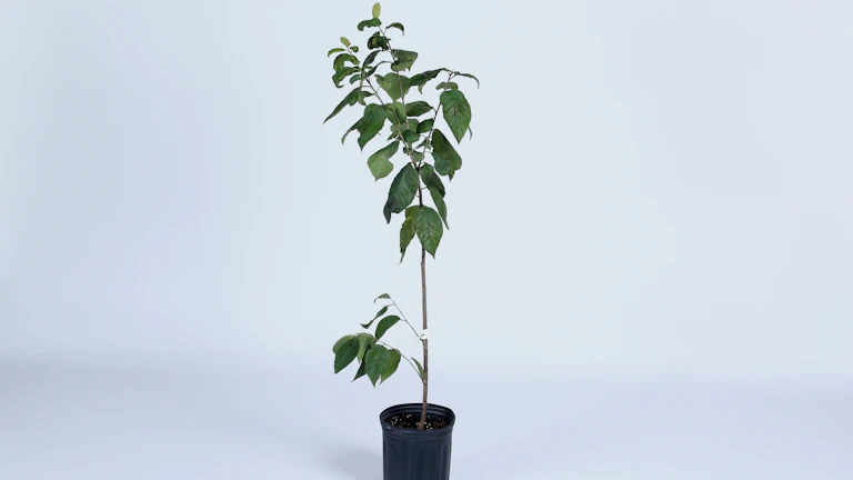 복리 매매 기법, 직장인 소액으로 월 500만원 만드는 실전 복리 매매 전략과 리스크 관리 7단계 (2026년 최신) 9 복리 수익으로 자산이 불어나는 모습