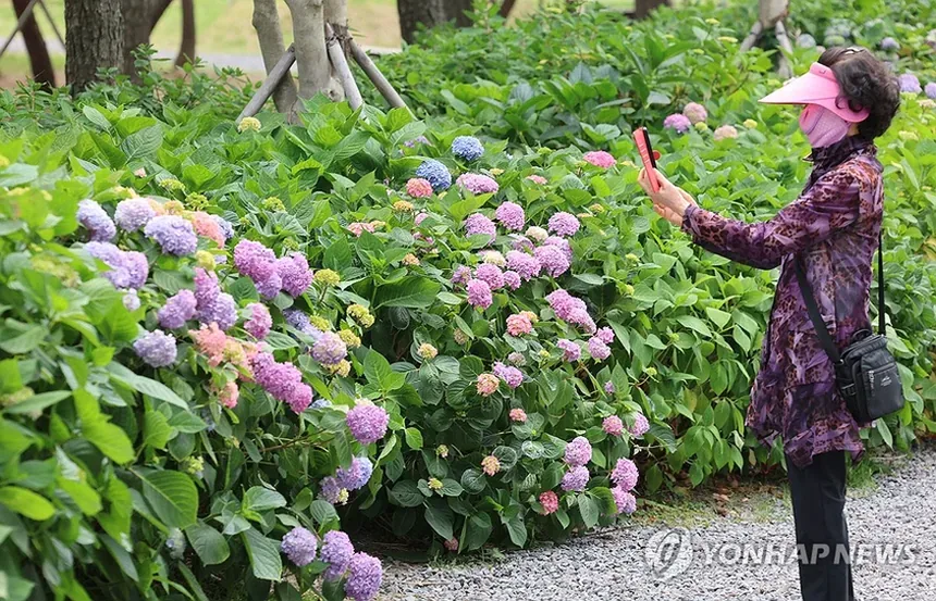 제주 수국 정원 풍경