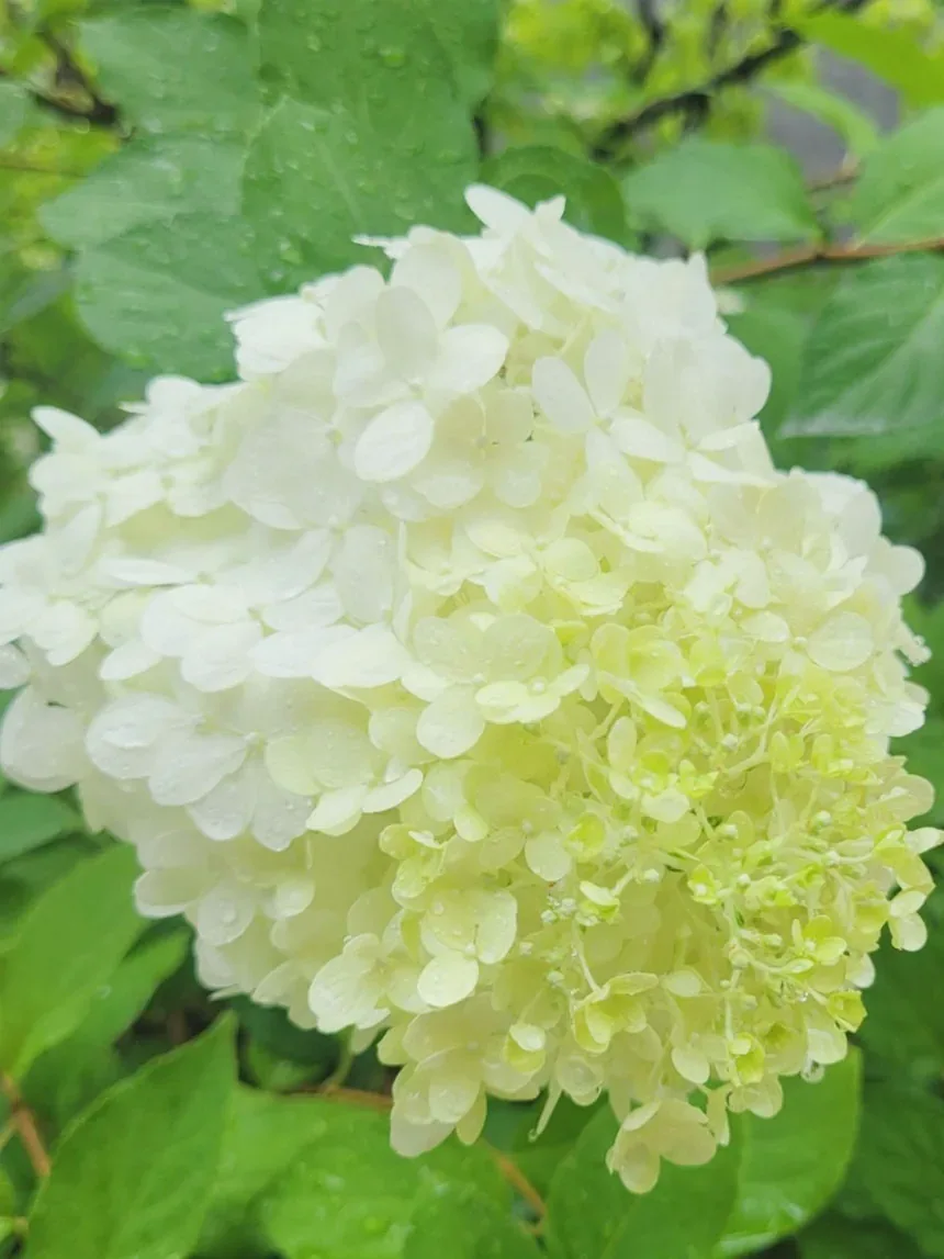 수국 잎 처짐 회복