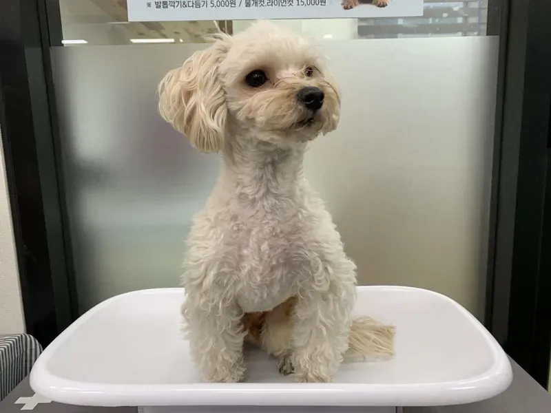 말티푸 성격과 털빠짐, 키우기 전 꼭 알아둘 점 5 소형견이 오르내리는 반려견 계단과 실내 공간
