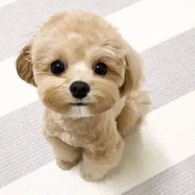 말티푸 성격과 털빠짐, 키우기 전 꼭 알아둘 점 3 복슬복슬한 말티푸 강아지 털과 귀여운 얼굴