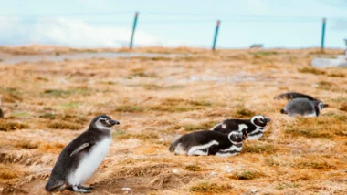 퍼지 펭귄, IP 라이선스 수익 모델과 장난감 판매 성공 전략 분석 25