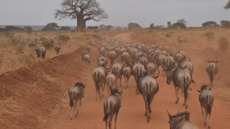 디갓(DeGods), 솔라나에서 이더리움으로 마이그레이션, NFT 생태계의 대이동이 남긴 교훈과 가치 분석 17