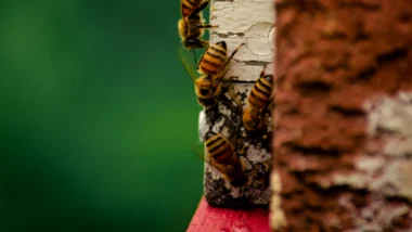 허니팟 토큰 판별 사이트 사용법, 스캠 코인 투자 위험에서 벗어나는 완벽 가이드 45