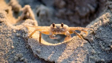 캔들 분석, 도지 캔들의 추세 보류 의미와 실전 매매 전략 총정리 27