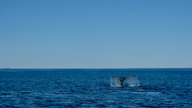 고래의 매집과 청산 유도를 분석하는 트레이더