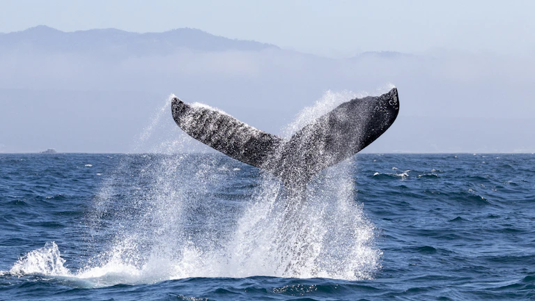 폭락장 수익 방어 온체인 분석 전략 9 암호화폐 거래소에서 고래 투자자들이 대량 거래를 하는 모습