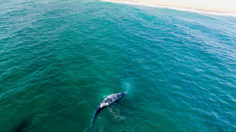 거대한 고래가 바닷속을 유유히 헤엄치는 모습