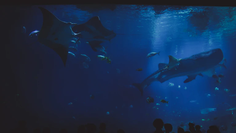 거대한 고래가 심해를 유영하는 모습