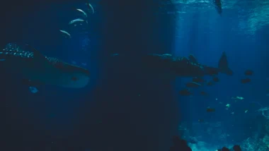 고래 지갑 움직임으로 포착하는 2026년 알트코인 매수 타이밍 43