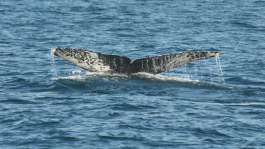 고래 지갑 변동으로 본 다음 급등 코인 매수 타이밍 예측 45