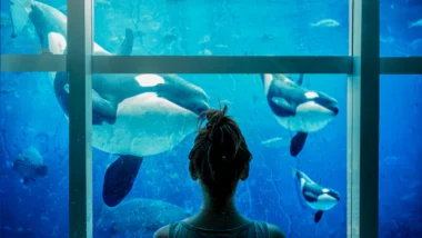 고래 지갑 이동 추적: 2026년 비트코인 급등 코인 포착 실전 매매 전략 15