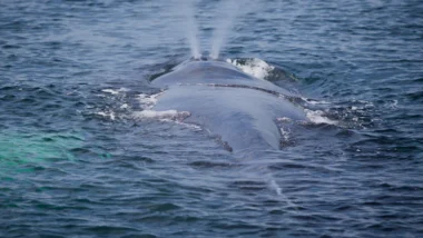 고래 지갑 이동 패턴 분석으로 2026년 코인 매수 타이밍 포착 31