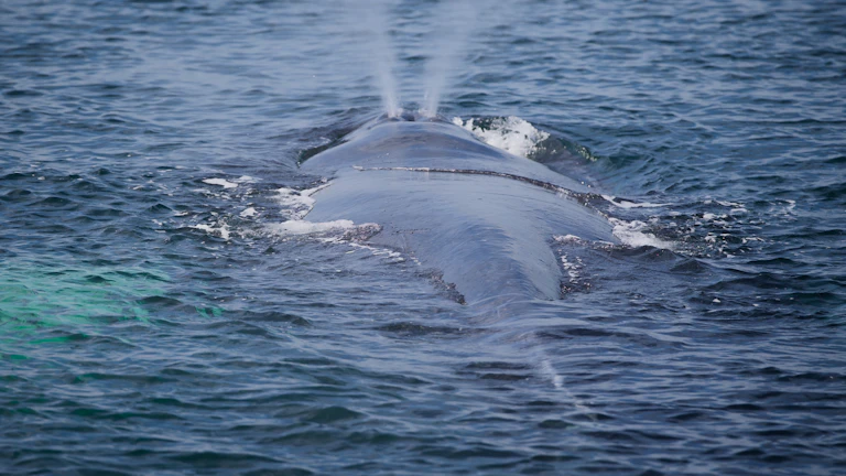 거대한 고래가 심해를 유영하는 모습