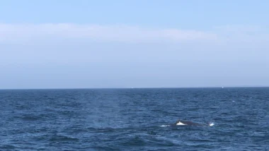 온체인 고래 지갑 추적으로 매수 타이밍 잡기 41