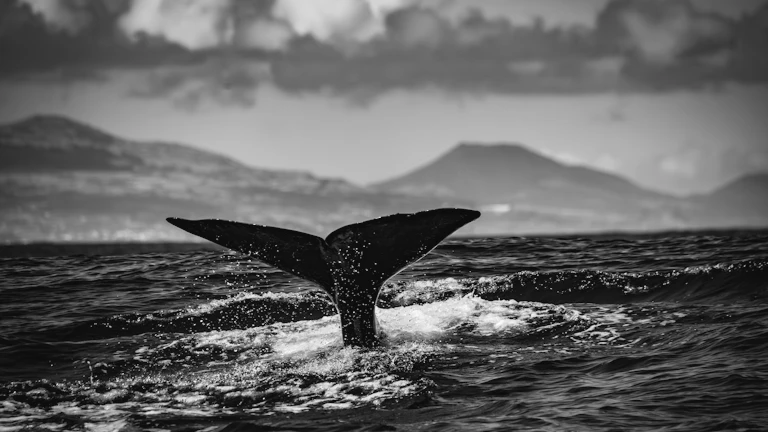 푸른 바다를 헤엄치는 거대한 고래