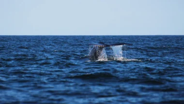 고래 지갑 움직임으로 포착하는 비트코인 매수 적정가 21