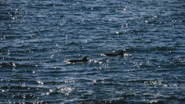 고래 지갑 추적으로 포착하는 비트코인 매수 적정 타이밍 (2026년) 15