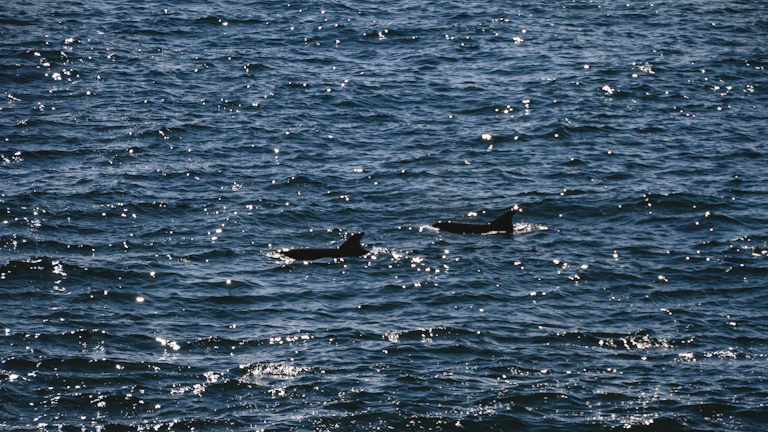 거대한 고래가 푸른 바다를 유유히 헤엄치는 모습