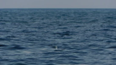 고래 지갑 이동 패턴으로 포착하는 다음 비트코인 급등 시점 (2026년) 47