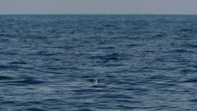 광활한 바다를 유유히 헤엄치는 고래