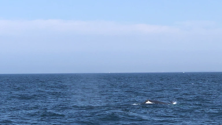 거대한 고래가 푸른 바다를 유유히 헤엄치는 모습