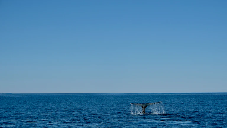 고래 세력의 대규모 거래량 분석