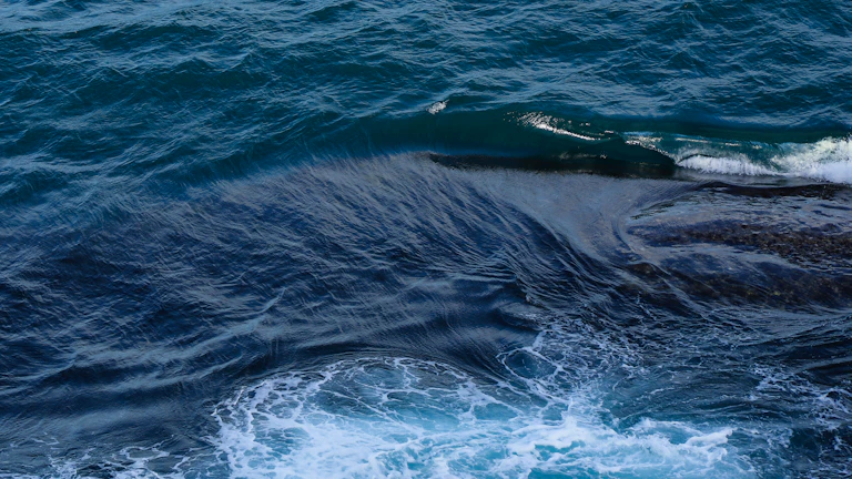 고래 지갑으로 추정되는 주소와 그 거래 내역