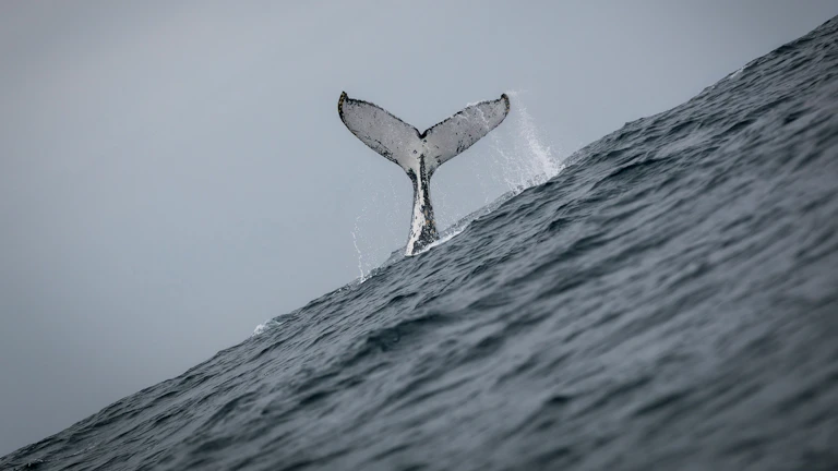 고래 모양의 지갑 아이콘